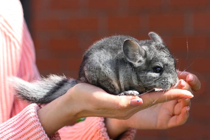 Feature photo: House sitting exotic pets: Meeting the needs of unconventional animal companions